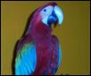 Skippy, my Greenwing