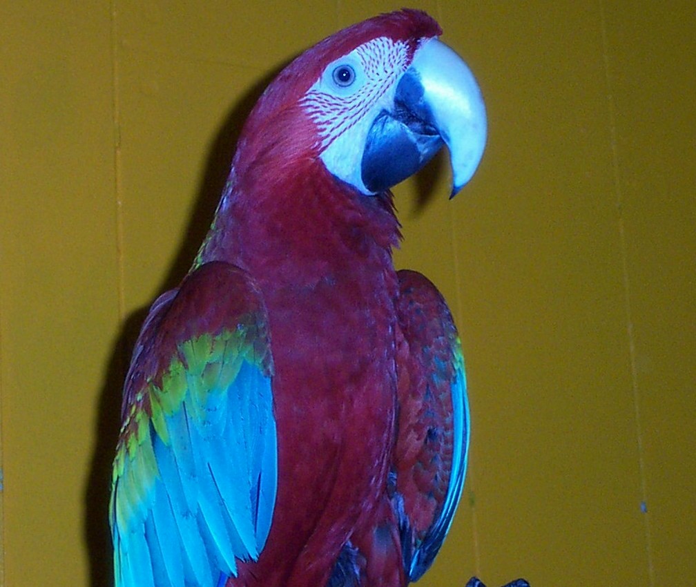 Skippy, my Greenwing