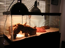 Horned Lizard Cage