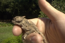 My Desert Horned Lizard