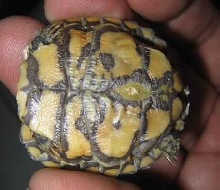 pancake1