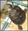 Squirt
