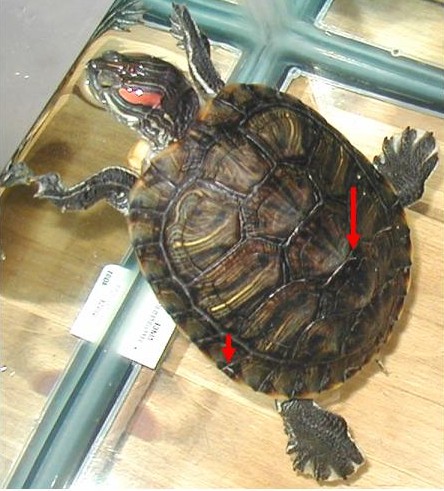 Squirt