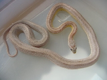 Ghost Stripe