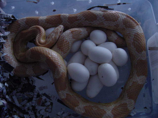 Yellow creamsicle with eggs
