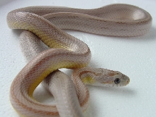 Ghost Stripe Pic 2