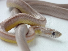 Ghost Stripe pic 3