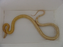 Butter Motley with Striping