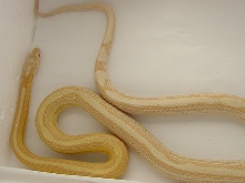 Butter Motley pic 2