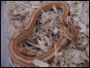 Amel Stripe/Motley F poss. het butter