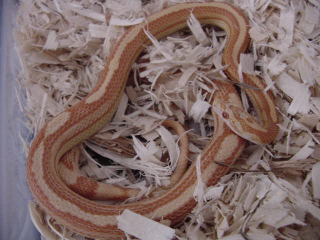 Amel Stripe/Motley F poss. het butter