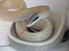 Elaphe Ridleyi