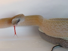 Elaphe Ridleyi
