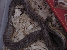 Odd Anery Stripe/Motley