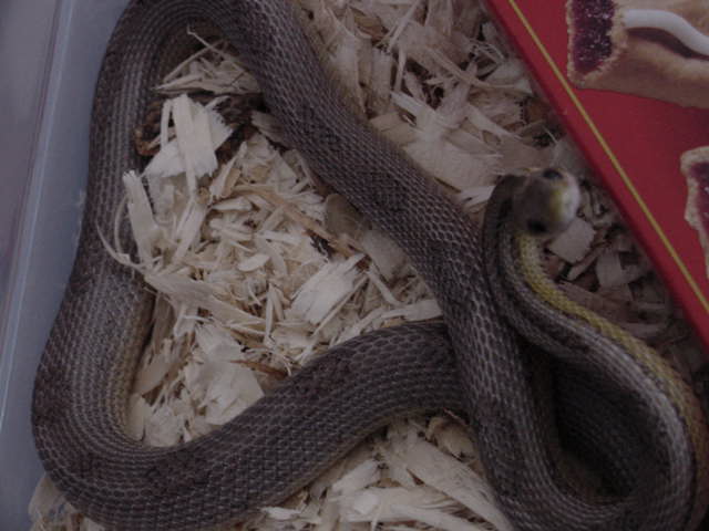 Odd Anery Stripe/Motley