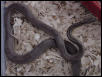 Odd Anery Stripe/Motley