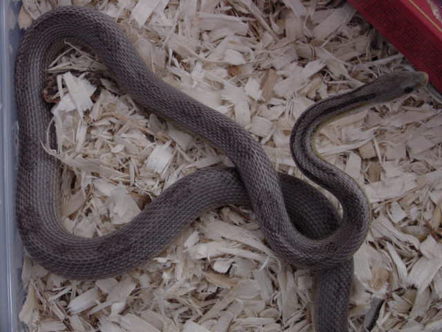 Odd Anery Stripe/Motley