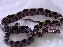 03 Triple Het Corn-hypo lavenderxyellow creamsicle