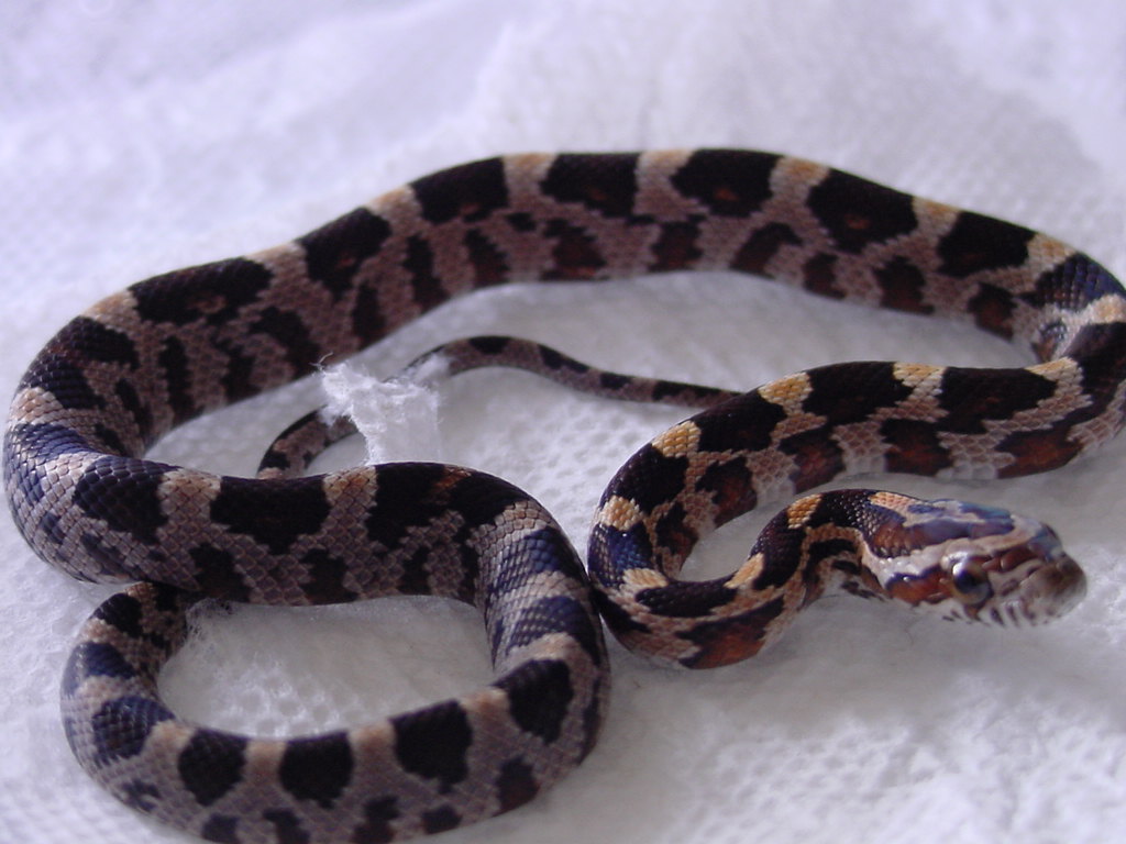 03 Triple Het Corn-hypo lavenderxyellow creamsicle