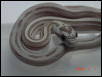 Ghost Stripe