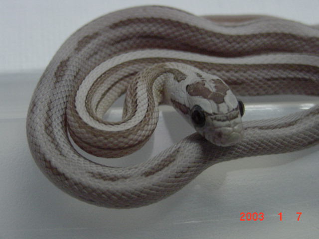 Ghost Stripe