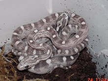 03 Anery Hurricane Motley