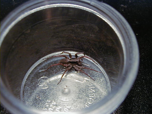 ID?