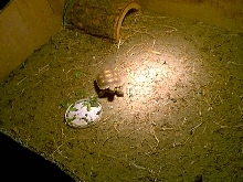 My baby California desert tortoise