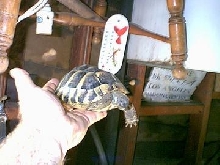 Hermann's tortoise