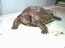 Keeled box turtle (Pyxidea mouhotii)