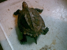 Keeled box turtle (rear view)