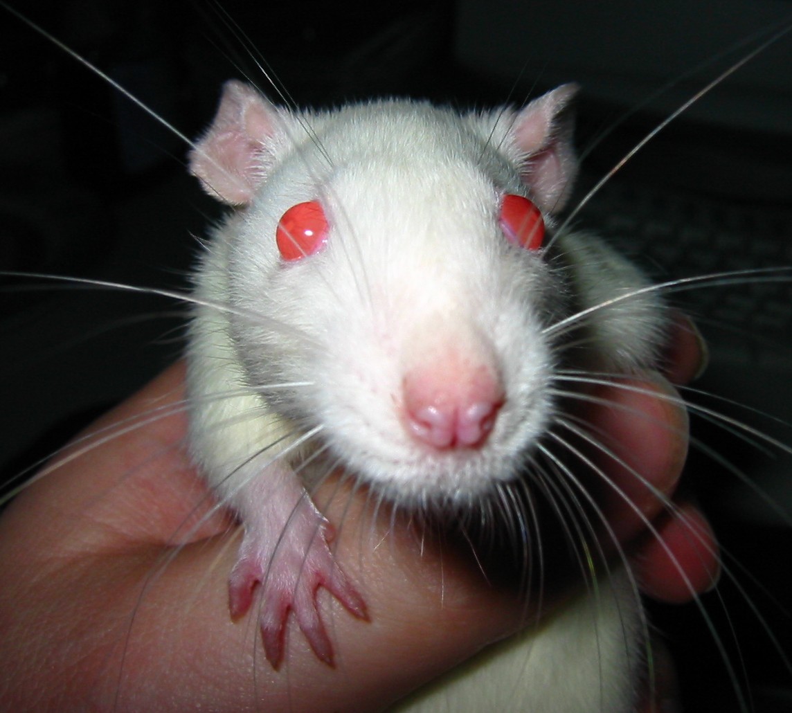 Bianca The Blizzard Rat