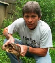 Common Snapper