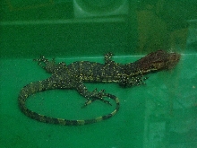 unidentified
