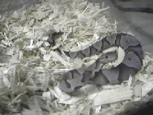 chaos