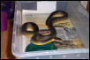 my male fuscus