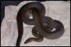 male maklot