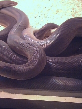 olive3