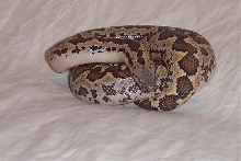 my name is uhm!-newt!!!