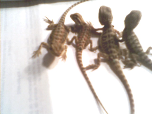 babies 2