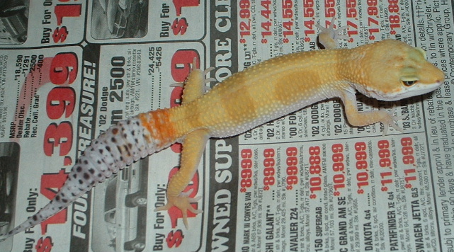 Male SHCT Baldy