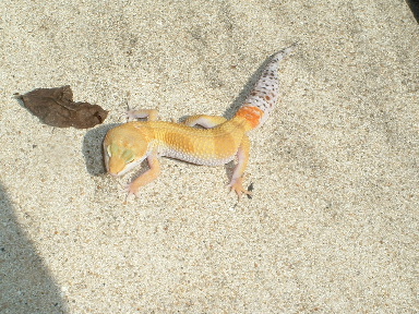 Male