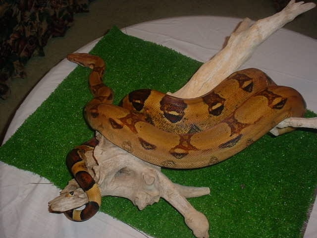 red tail