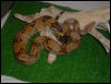 red tail