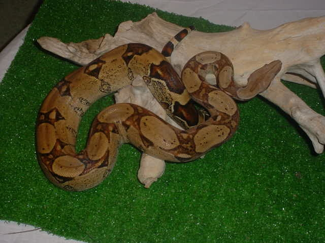 red tail