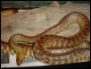 womas