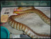 womas