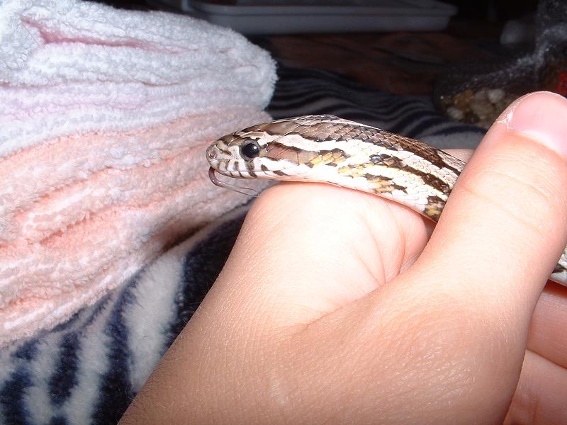 Tongue