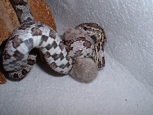 Black eating