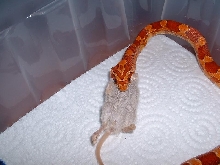 Hypo corn